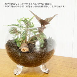 楽天市場 ボタニカルソイル 1l 2袋 観葉植物 土 虫がわかない 室内 清潔 栄養 黒土 多肉 サボテン 用土 2l 送料無料 観葉植物のthe Green 楽天市場 ボタニカルソイル 1l 2袋 観葉植物 土 虫がわかない 室内 清潔 栄養 黒土 多肉 サボテン 用土 2l 送料無料 観葉植物のthe Green