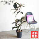 フィカス バーガンディ ループ ブラックセラアート鉢植え 送料無料 観葉植物 おしゃれ 中型 大型 フィカス ゴムの木 花 ガーデン DIY 花 観葉植物 インテリア