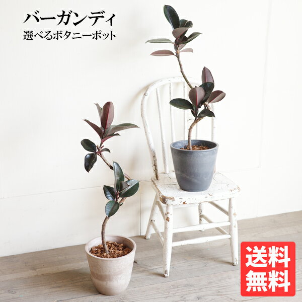 楽天市場】フィカス バーガンディ(観葉植物|花・観葉植物 楽天市場】フィカス バーガンディ(観葉植物|花・観葉植物