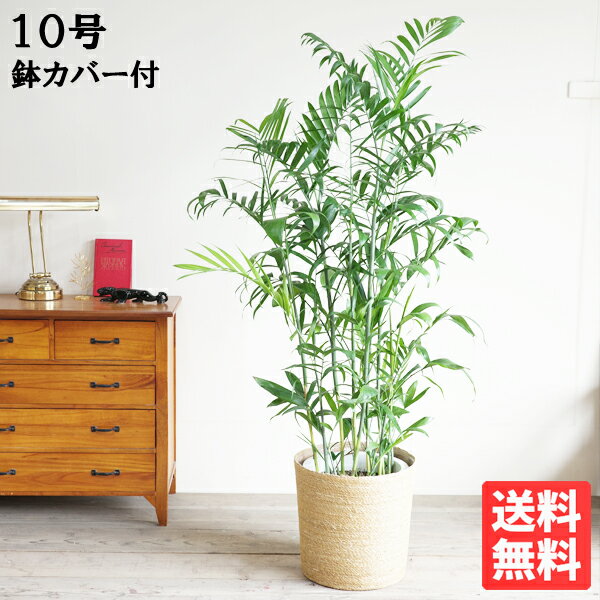 観葉植物 大型 チャメドレア セフリジー セフリージ 10号 やわらかいかご付 法人様送料無料 おしゃれ 尺鉢 大鉢 10号鉢 大サイズ　大きいサイズ インテリア ガレージ ライフ