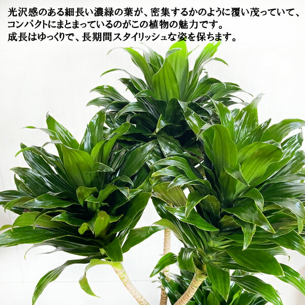 ドラセナコンパクタファイバーセメント鉢カバー付ブルーブラック観葉植物送料無料中型大型おしゃれ開店祝い新築祝い