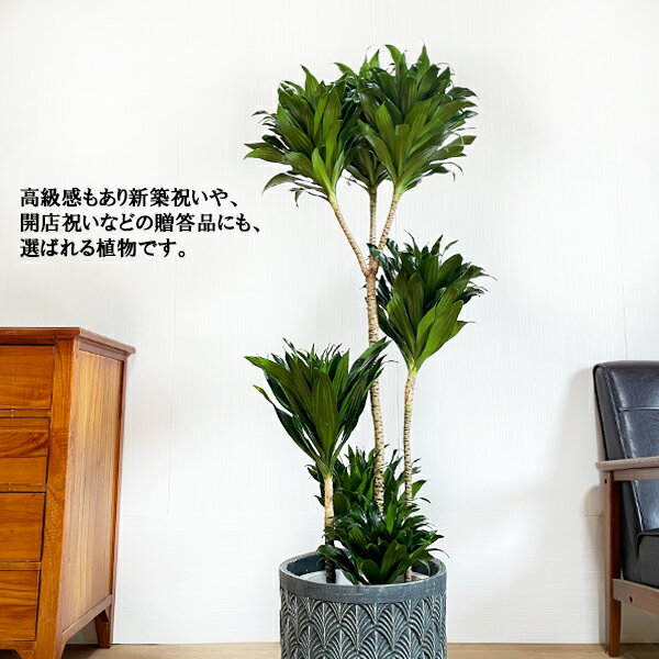 ドラセナコンパクタファイバーセメント鉢カバー付ブルーブラック観葉植物送料無料中型大型おしゃれ開店祝い新築祝い