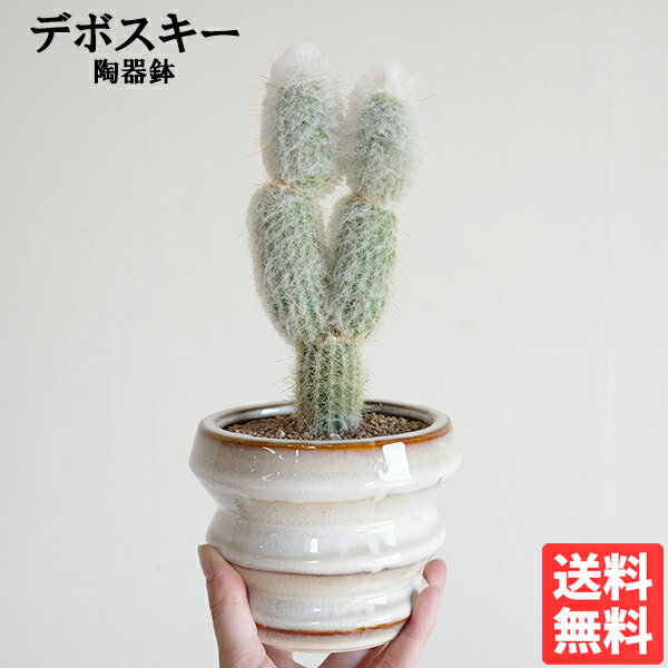 楽天市場】柱サボテン（種類（植物）サボテン・イベント・祝日母の日