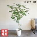 エバーフレッシュ ホワイトセラアート鉢植え 観葉植物 送料無料 大型 ネムノキ ねむの木 花 ガーデン DIY 花 観葉植物 インテリア