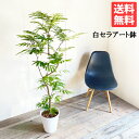 エバーフレッシュ ホワイトセラアート鉢植え 観葉植物 送料無料 大型 ネムノキ ねむの木 花 ガーデン DIY 花 観葉植物 インテリア