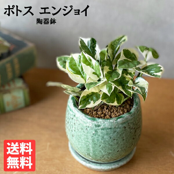 観葉植物 小さい ポトス エンジョイ グリーン アンティークテラコッタ鉢植え ミニ 卓上 陶器鉢 丈夫で簡単 送料無料