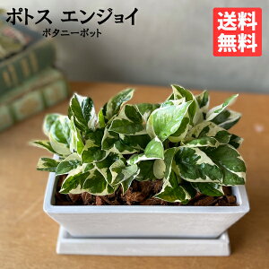 ポトス エンジョイ スクエア鉢植え ボタニープランター ホワイト 観葉植物 卓上 丈夫で簡単 送料無料