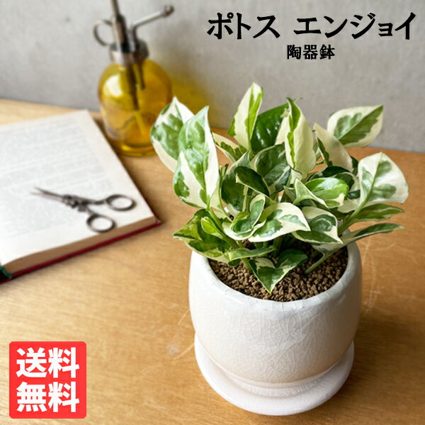 観葉植物 小さい ポトス エンジョイ 白色鉢植え アンティークテラコッタ ミニ 卓上 丈夫で簡単 送料無料