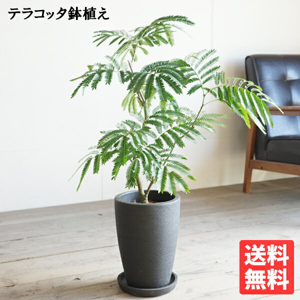 エバーフレッシュ ブラックテラコッタ植え 観葉植物 送料無料 中型 ネムノキ ねむの木 花 ガーデン DIY 花 観葉植物 インテリア