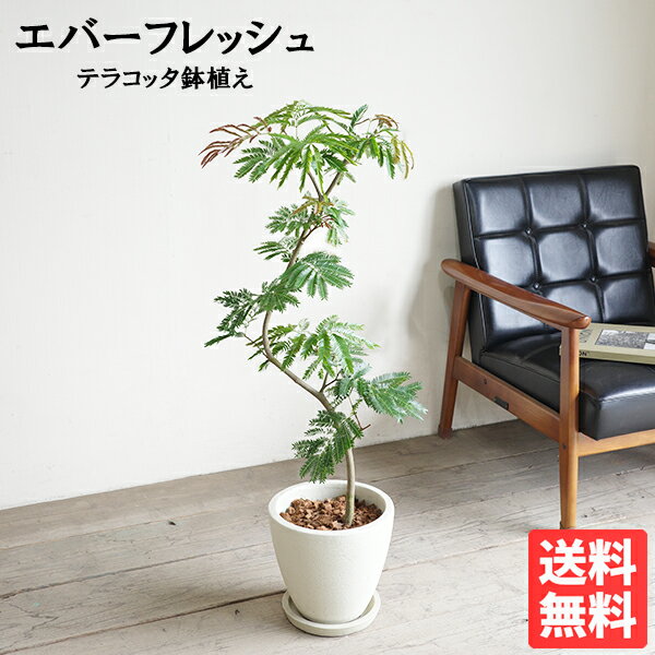 Rakuten - エバーフレッシュ アイボリーテラコッタ鉢植え観葉植物 送料無料 中型 ネムノキ ねむの木 花 ガーデン DIY 花 観葉植物 インテリア