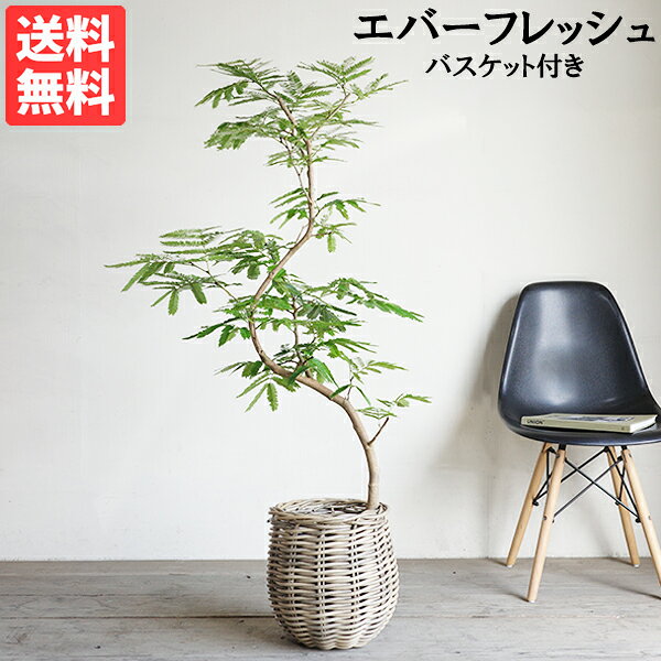 楽天市場】ラタン（観葉植物｜花・観葉植物）：花・ガーデン・DIYの通販