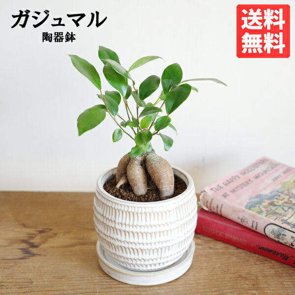 ガジュマル 陶器鉢植え 卓上サイズ 小さい 観葉植物 ミニ bonsaibowl 送料無料 ホワイト アイボリー おしゃれ ガジュマルの木 多幸の木 ミニ 小型 フィカス ゴムの木 インテリア ガジュマロのサムネイル