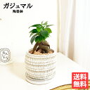 ガジュマル 陶器鉢植え 卓上サイズ 小さい 観葉植物 ミニ bonsaibowl 送料無料 ホワイト アイボリー おしゃれ ガジュマルの木 多幸の木 ミニ 小型 フィカス ゴムの木 インテリア ガジュマロ 商売繁盛