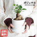 ガジュマル 観葉植物 小さい ガジュマル 白色鉢植え セメントホワイト ミニ 卓上 セメントポット 白 白色 がじゅまる 送料無料 商売繁盛