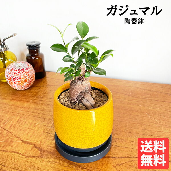 ガジュマル 送料無料 サンライトイエローの陶器鉢植え 卓上サイズ 観葉植物 おしゃれ ガジュマルの木 多幸の木 ミニ 小型 フィカス ゴムの木 インテリア ガジュマロ