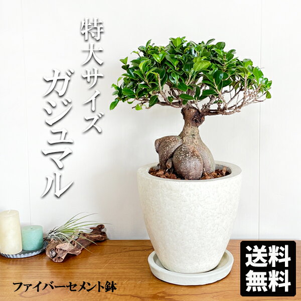楽天市場】ガジュマル 大型(高さ(植物)~ 70.9cm)の通販 楽天市場】ガジュマル 大型(高さ(植物)~ 70.9cm)の通販