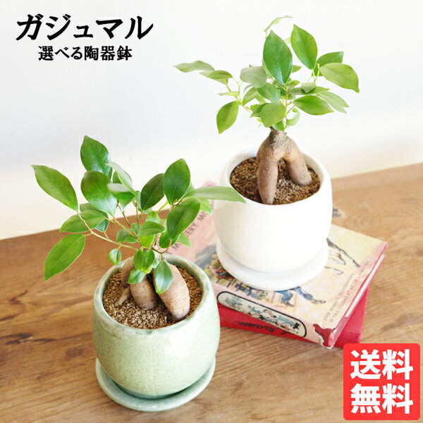 ガジュマル 送料無料 白色アンティークテラコッタ植え 卓上サイズ 観葉植物 おしゃれ ガジュマルの木 多幸の木 ミニ 小型 インテリア ガジュマロ 商売繁盛のサムネイル