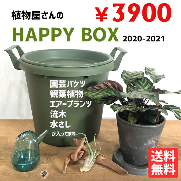 福袋 2021 植木屋さんのHAPPYBOX 観葉植物 園芸用品 送料無料 選りすぐり商品 大感謝