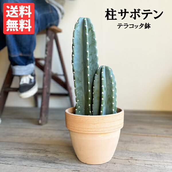 サボテン 柱サボテン 2本立ち トゲなし イタリア製テラコッタ植え 寒さに強い 観葉植物 中型 送料無料