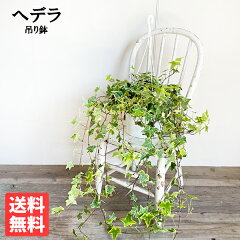 https://thumbnail.image.rakuten.co.jp/@0_mall/the-green/cabinet/hedera6.jpg