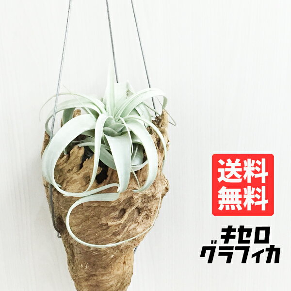 キセログラフィカ チランジア エアプランツ Tillandsia xerographica エアープランツ インテリア ボリューム有り Мサイズ