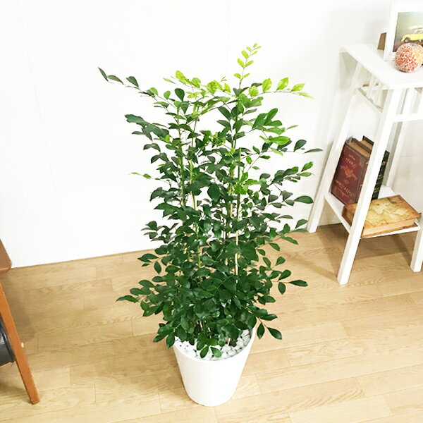 New新品 シルクジャスミン 観葉植物 おしゃれ 中型 大型 インテリア 寒さに強い 観葉植物の