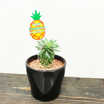 パイナップルコーン 蘇鉄麒麟 ソテツキリン ユーフォルビア 観葉植物 多肉植物 サボテン 送料無料