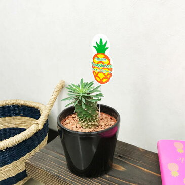 パイナップルコーン 蘇鉄麒麟 ソテツキリン ユーフォルビア 観葉植物 多肉植物 サボテン 送料無料
