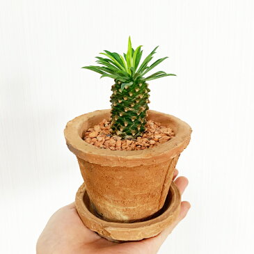 パイナップルコーン テラコッタ鉢植え 蘇鉄麒麟 ソテツキリン ユーフォルビア 観葉植物 おしゃれ 多肉植物 サボテン ミニ 小型 インテリア