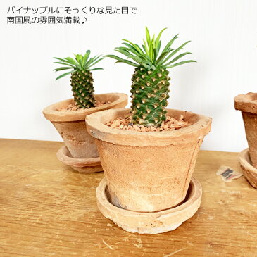 パイナップルコーン テラコッタ鉢植え 蘇鉄麒麟 ソテツキリン ユーフォルビア 観葉植物 おしゃれ 多肉植物 サボテン ミニ 小型 インテリア