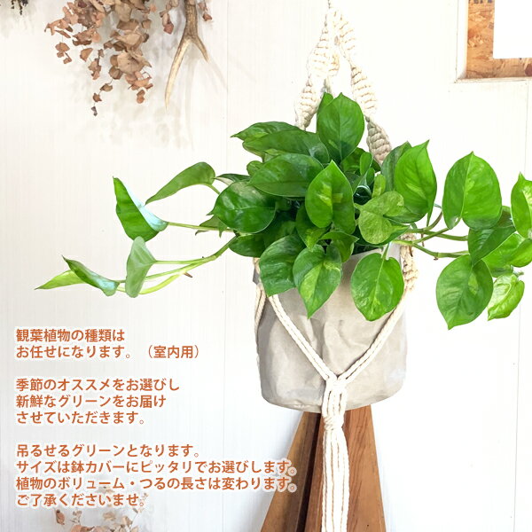 吊るして飾る 観葉植物 ハンギング お任せ セット コットン クラフト 送料無料 吊り下げ プラントハンガー 花 ガーデン プラントハンギング インテリア 吊るす ギフ 包装 Diy マクラメ