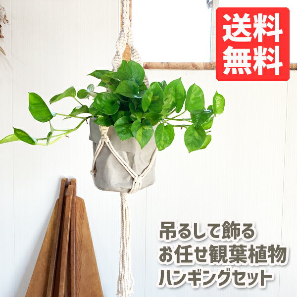 吊るして飾る 観葉植物 ハンギング お任せ セット プラントハンガー コットン アッシュグレー 送料無料 吊り下げ ハンギング 吊るす マクラメ プラントハンギング