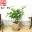 高性チャメドレア 8号 手編みバスケット付き 送料無料 ヤシの木 やしの木 観葉植物 おしゃれ 中型 大型 コウセイ チャメドレア インテリア 寒さに強い
