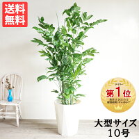 観葉植物 大型 高性チャメドレア ヤシの木 10号 法人送料無料 コウセイチャメドレ...