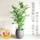 観葉植物（売れ筋ランキング） 観葉植物 大型 法人宛送料無料 高性チャメドレア ヤシの木 大サイズ バルーン型 デザイナーズ 高級鉢カバー付 ブラック 10号鉢 コウセイチャメドレア インテリア 花 ガーデン DIY 寒さに強い