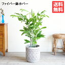 高性チャメドレア ファイバーセメント鉢カバー付 シルバーグレイ 8号 送料無料 ヤシの木 やしの木 観葉植物 おしゃれ 中型 大型 コウセイ チャメドレア イン...