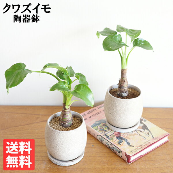 クワズイモ 観葉植物 小さい クワズイモ ベージュ陶器鉢植え アロカシア 出世芋 縁起 卓上 観葉植物