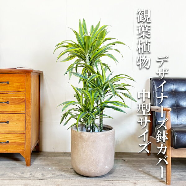 楽天市場】ドラセナ レモン ライム(観葉植物|花・観葉植物 楽天市場】ドラセナ レモン ライム(観葉植物|花・観葉植物