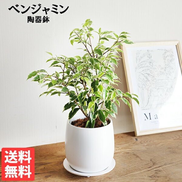 楽天市場】ベンジャミン ハート（花・観葉植物｜花・ガーデン・DIY）の通販