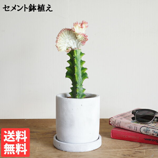 楽天市場】ユーフォルビア マハラジャ（花・観葉植物｜花・ガーデン