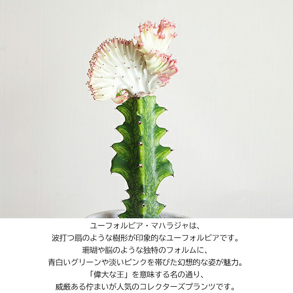 ユーフォルビア マハラジャ 珊瑚のような植物 セメント鉢植え サボテン 珍奇 本物 ...
