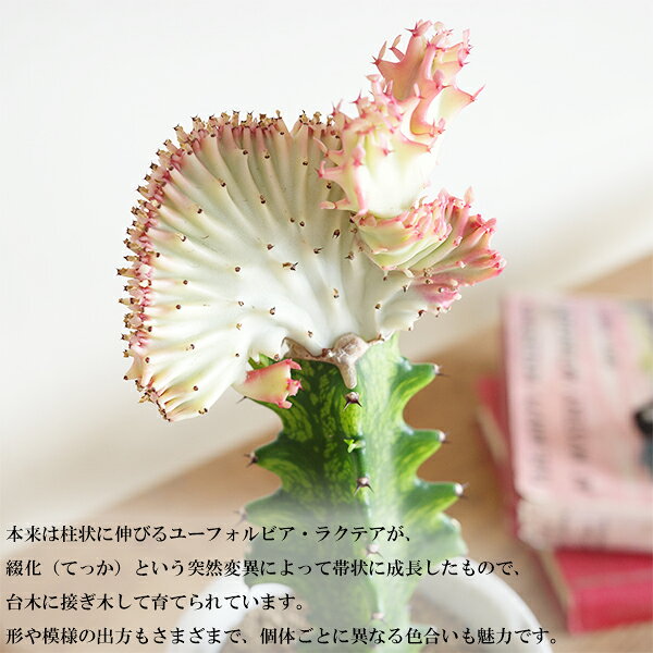 ユーフォルビア マハラジャ 珊瑚のような植物 セメント鉢植え サボテン 珍奇 本物 ...