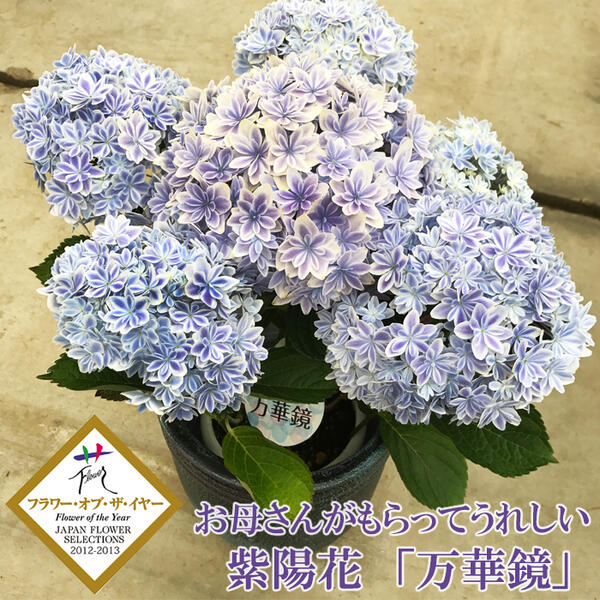 ヒアリナhyb　小苗　抜き苗　多肉植物　0909-152