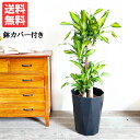 マッサン 幸福の木 8号 黒色鉢カバー付き 送料無料 ドラセナ 観葉植物 中型 大型 インテリア 商売繁盛