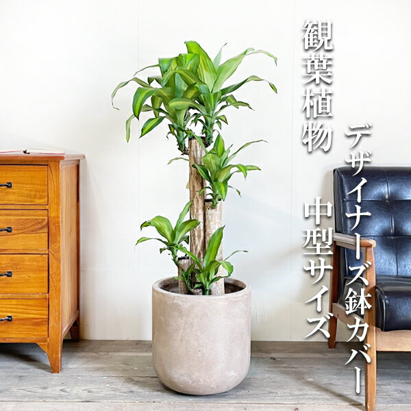 マッサン幸福の木8号ハイグレード鉢...