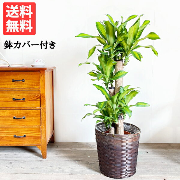 ドラセナ マッサン 幸福の木 8号 鉢カバー付き 送料無料 ドラセナ 観葉植物 中型 大型 インテリア 商売繁盛