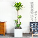 観葉植物 大型 幸福の木 マッサン 1番大きいサイズです。 10号 キューブ型 デザイナーズ 高級鉢カバー付 ホワイト 法人様送料無料 プレミアム おしゃれ 尺...