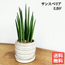 観葉植物 小さい サンスベリア 育てやすい お手入れかんたん 陶器鉢植え bonsaibowl アイボリー 卓上サイズ 本物 サンセベリア バキュラリス ミカド 送料無料 ミニサイズ 小型 インテリア