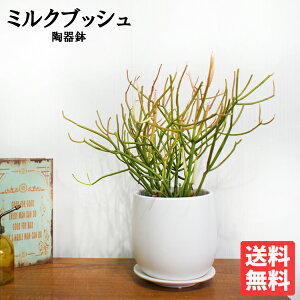 ミルクブッシュ 青珊瑚 白色陶器鉢植え 観葉植物 ユーフォルビア 花 ガーデン DIY 花 観葉植物 インテリア