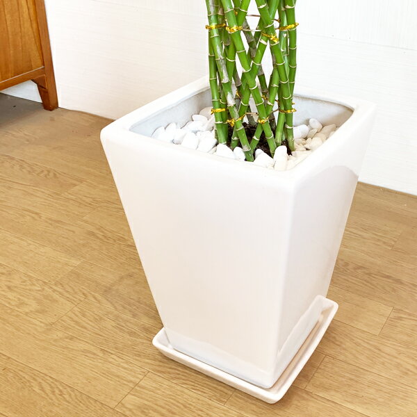 独創的 ミリオンバンブー 開運の竹 陶器鉢 角型 観葉植物 高級 中型 大型 花 ガーデン Diy 観葉植物 インテリア Stanchem Inc Com 独創的 ミリオンバンブー 開運の竹 陶器鉢 角型 観葉植物 高級 中型 大型 花 ガーデン Diy 観葉植物 インテリア Stanchem Inc Com